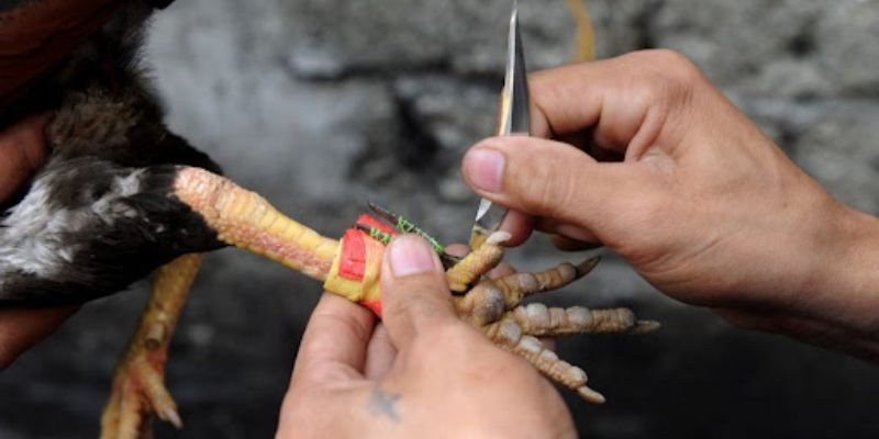 Đá Gà Cựa Dao - Luật Chơi Chi Tiết Về Trận Đấu Cần Biết 2 da-ga-cua-dao-1