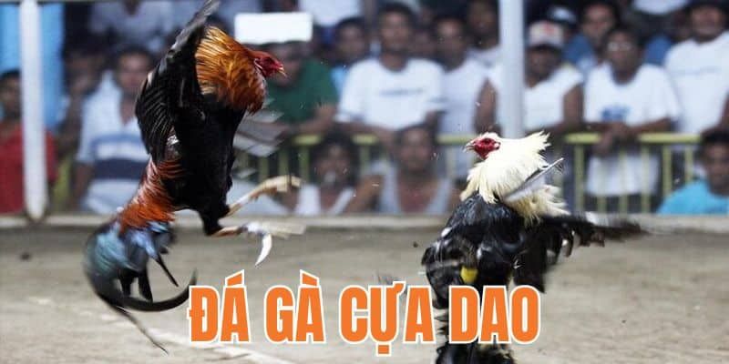 Đá Gà Cựa Dao - Luật Chơi Chi Tiết Về Trận Đấu Cần Biết 3 da-ga-cua-dao-2