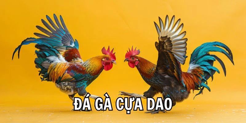 Đá Gà Cựa Dao - Luật Chơi Chi Tiết Về Trận Đấu Cần Biết 4 da-ga-cua-dao-3