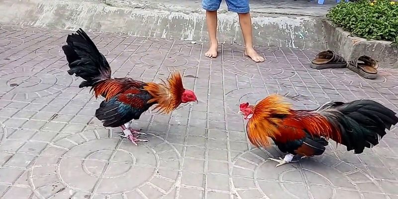 Đá Gà Cựa Sắt - Các Giống Gà Có Tại Các Trận Đấu Tại 77Bet 4 da-ga-cua-sat-3