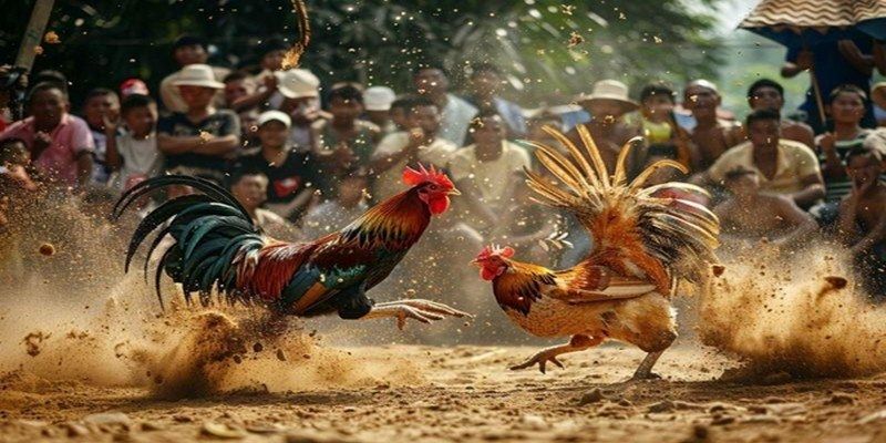 Đá Gà Trực Tiếp C2 - Chiến Thuật Cá Cược Siêu Dễ Thắng 3 da-ga-truc-tiep-c2-2