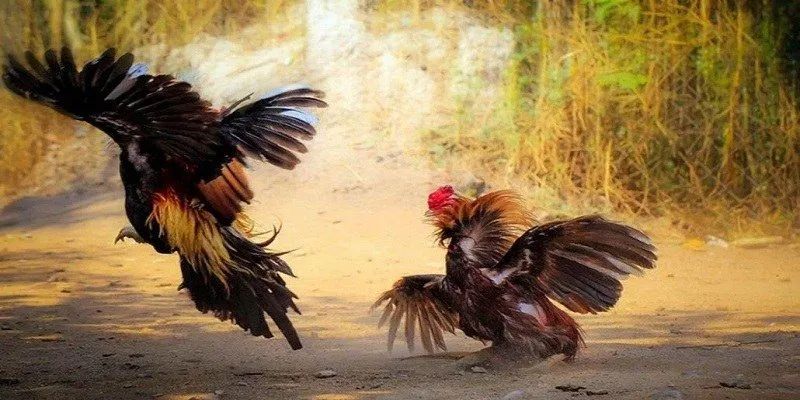 Trực Tiếp Đá Gà Thomo - Những Loại Hình Cá Cược Cho Bạn 3 truc-tiep-da-ga-thomo-2