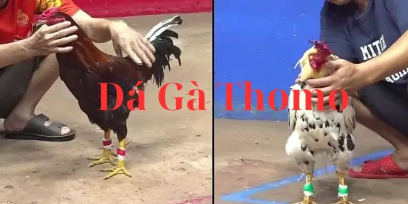 Trực Tiếp Đá Gà Thomo - Những Loại Hình Cá Cược Cho Bạn 4 truc-tiep-da-ga-thomo-3