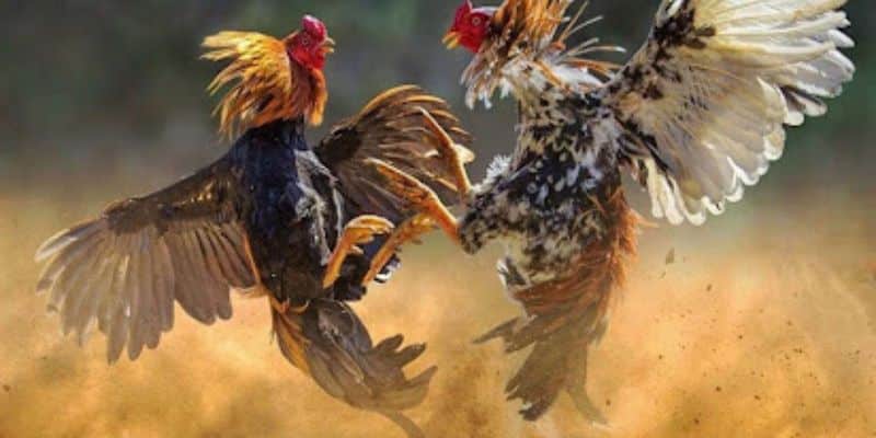 Đá Gà Philippines 77Bet: Trải Nghiệm Cá Cược Mới Lạ 2 Đá gà Philippines là một môn thể giao hấp dẫn