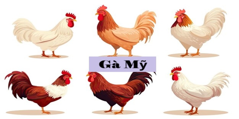 Các Dòng Gà Mỹ Từ Nhà 77Bet: Bí Quyết Về Kỹ Thuật Nuôi Dưỡng 2 Tìm hiểu các dòng gà Mỹ cùng 77Bet