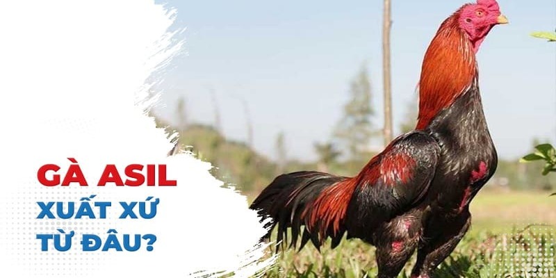 Các Dòng Gà Mỹ Từ Nhà 77Bet: Bí Quyết Về Kỹ Thuật Nuôi Dưỡng 3 Các giống gà phổ biến - bạn thích loại nào?