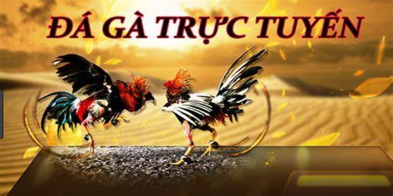 Đá Gà Malaysia 77Bet: Trải Nghiệm Cá Cược Thú Vị Và Sôi Động 2 Malaysia và những chú gà được trò chơi hóa
