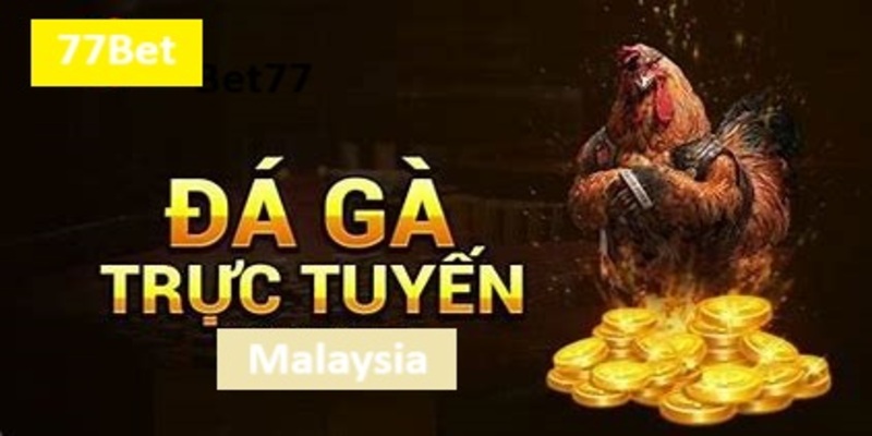 Đá Gà Malaysia 77Bet: Trải Nghiệm Cá Cược Thú Vị Và Sôi Động 4 77Bet - Sự lựa chọn tiện lợi và nhanh chóng của các gà thủ77Bet - Sự lựa chọn tiện lợi và nhanh chóng của các gà thủ