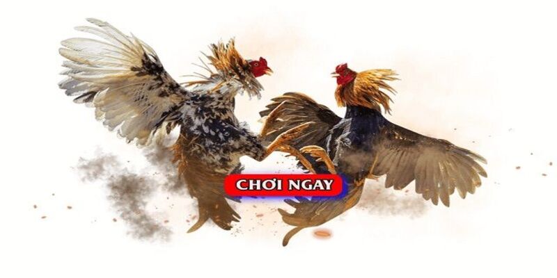 Đá Gà Malaysia 77Bet: Trải Nghiệm Cá Cược Thú Vị Và Sôi Động 3 Nền tảng uy tín và hấp dẫn số 1 thế giới