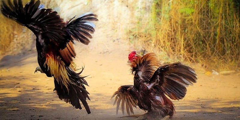 Đá Gà Tre 77Bet: Giới Thiệu, Đặc Điểm Và Những Điều Cần Biết 3 Cách nhận biết một con gà tre dựa vào đặc điểm
