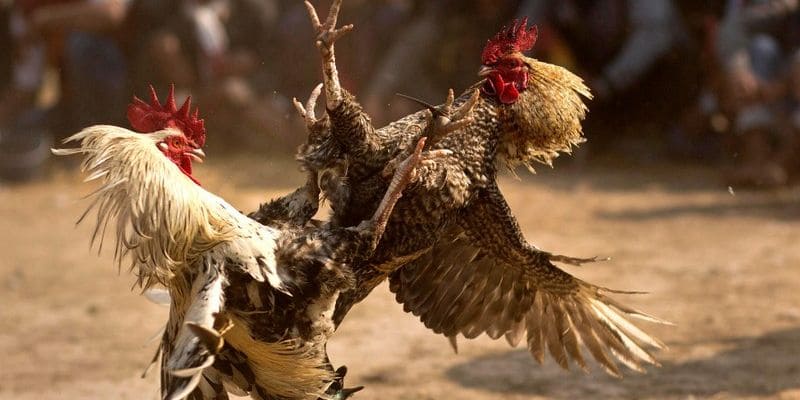 Đá Gà Tre 77Bet: Giới Thiệu, Đặc Điểm Và Những Điều Cần Biết 2 Khái niệm đá gà tre là như thế nào?