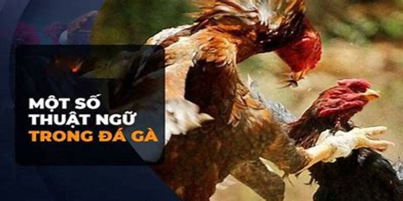 Thuật Ngữ Đá Gà 77Bet: Những Khái Niệm Quan Trọng Cần Biết 4 Phân loại thuật ngữ theo kỹ thuật