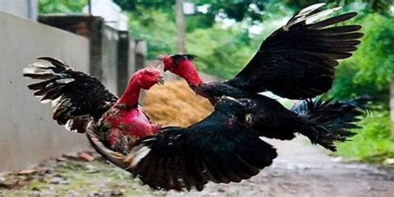 Thuật Ngữ Đá Gà 77Bet: Những Khái Niệm Quan Trọng Cần Biết 2 Trò chơi đá gà là trò chơi truyền thống