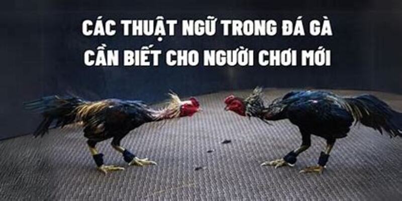 Thuật Ngữ Đá Gà 77Bet: Những Khái Niệm Quan Trọng Cần Biết 3 Tìm hiểu về các thuật ngữ đá gà